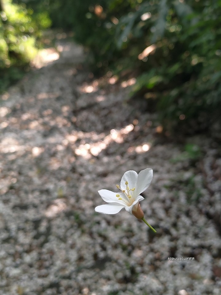汐止白雲山 (18).jpg