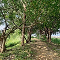 黃埔三星 (5).jpg
