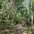 黃埔三星 (17).jpg
