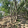 黃埔三星 (19).jpg