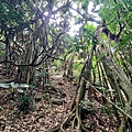 牧丹石門山 (11).jpg