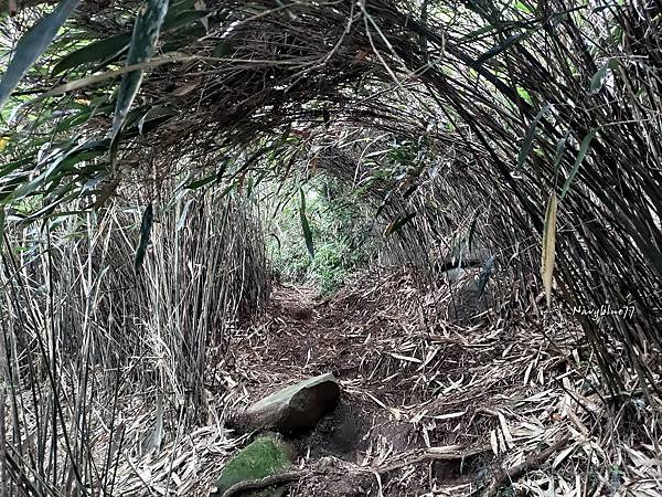 小觀音山 (3).jpg