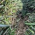 小觀音山 (28).jpg