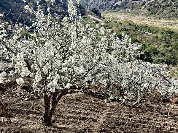 泰安春雪 (12).JPG