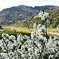 泰安春雪(34).jpg