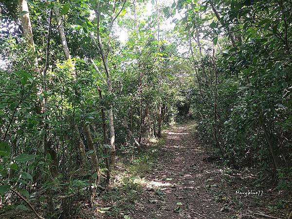 高士佛山神木 (8).jpg