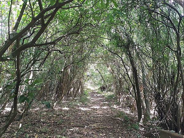 高士佛山神木 (13).jpg