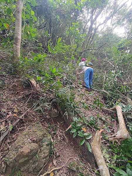 高士佛山神木 (24).jpg