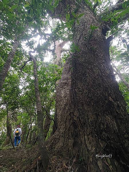 高士佛山神木 (27).jpg