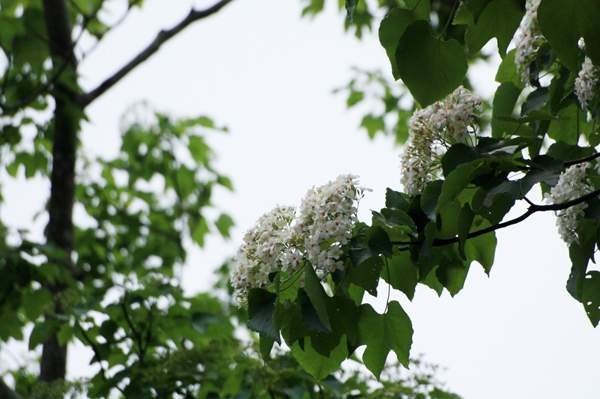 霧峰油桐花 (24).jpg