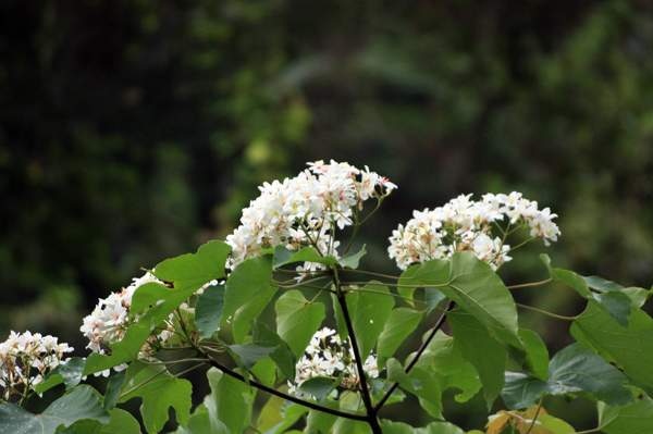 霧峰油桐花 (30).jpg