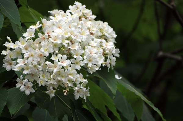 霧峰油桐花 (40).jpg