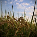 黃金稻米 (0).jpg