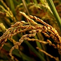 黃金稻米 (3).jpg