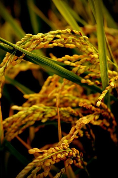 黃金稻米 (4).jpg