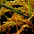 黃金稻米 (4).jpg