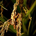黃金稻米 (5).jpg