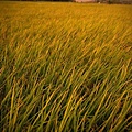 黃金稻米 (10).jpg