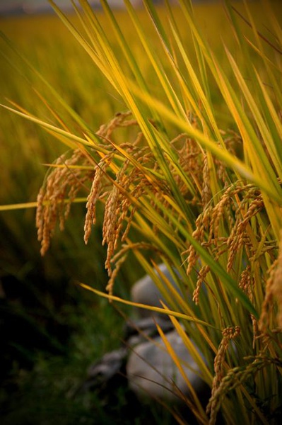 黃金稻米 (11).jpg