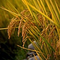 黃金稻米 (11).jpg