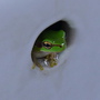 小青蛙躲在這裡