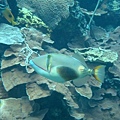 DSC00726.JPG