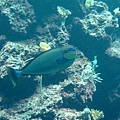 DSC00729.JPG