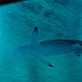 DSC00730.JPG