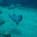 DSC00731.JPG