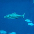DSC00743.JPG