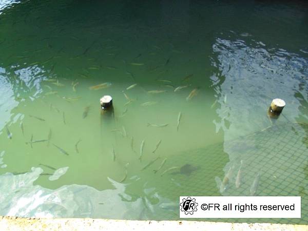 【旅遊景點】台灣-桃園.宜蘭二日旅遊[玉飲翡翠文化城.甲鳥園