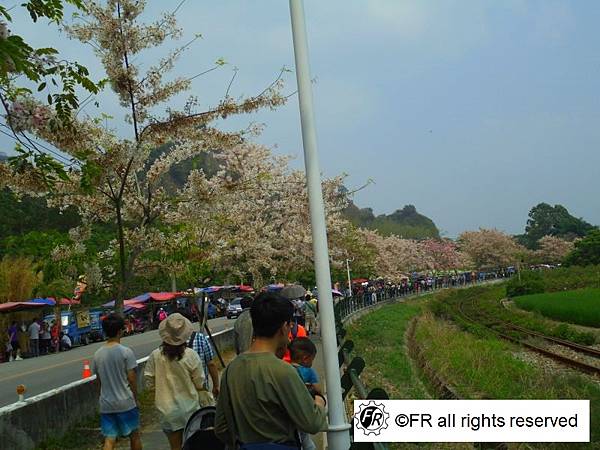 【旅遊景點】台灣-彰化半日旅遊[二水花旗木鐵道]-實境側錄