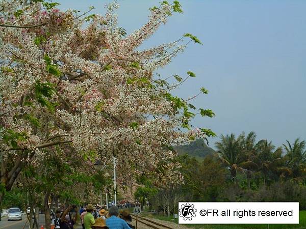 【旅遊景點】台灣-彰化半日旅遊[二水花旗木鐵道]-實境側錄