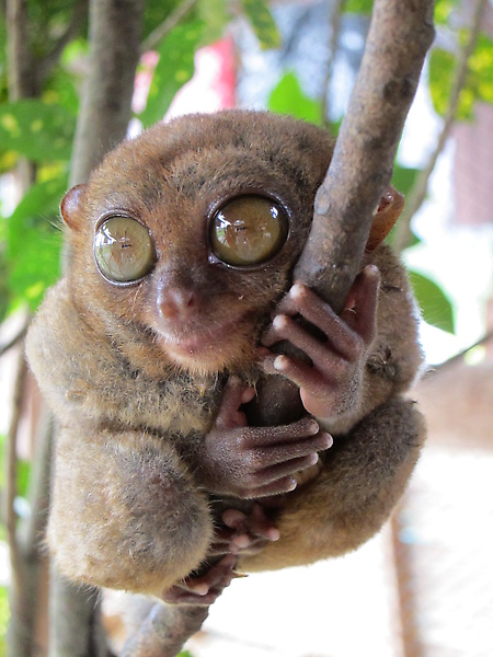 可爱眼镜猴~菲律宾薄荷岛特产之一!