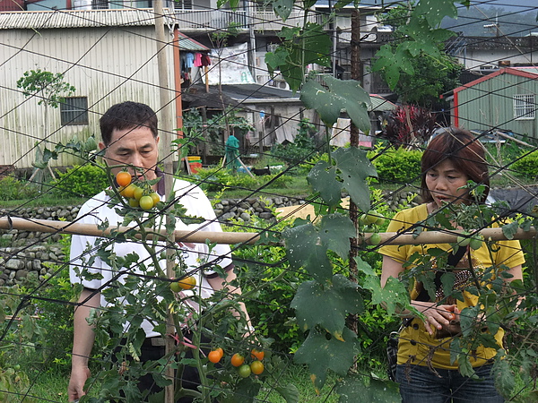 夫妻倆偷拔菜…