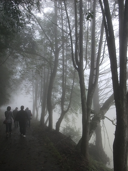霧裡的杉林溪