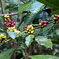 Coffee Berry