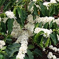 Coffee Flowers