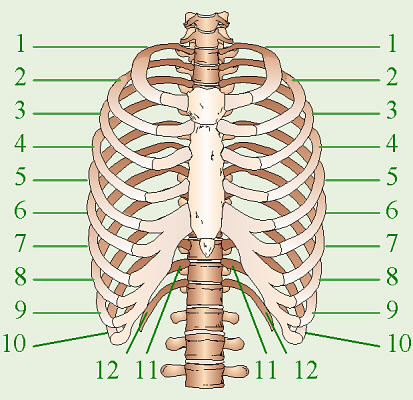 http://biology.clc.uc.edu/courses/bio105/ribs.htm http://biology.clc.uc.edu/courses/bio105/ribs.htm