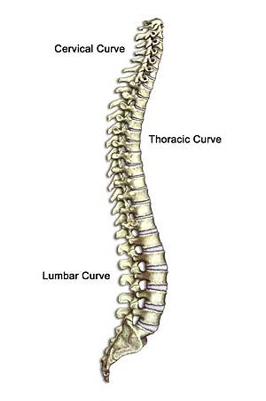 SPINE_CURVES_OF.jpg SPINE_CURVES_OF.jpg