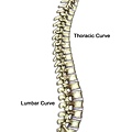 SPINE_CURVES_OF.jpg