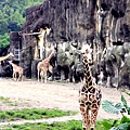 0426羅東林場木柵動物園115.JPG