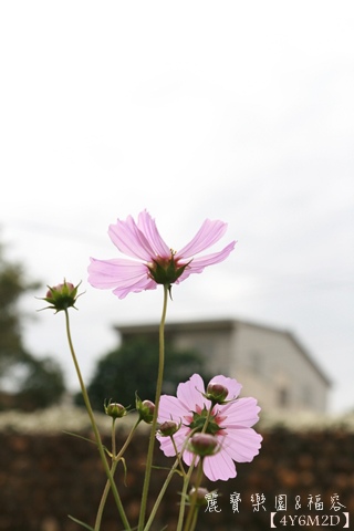 1111麗寶樂園&福容93.JPG