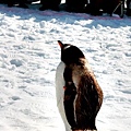 20150308旭山動物園札幌IBIS47.JPG