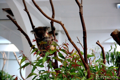 0426羅東林場木柵動物園102.JPG