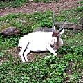 0426羅東林場木柵動物園111.JPG