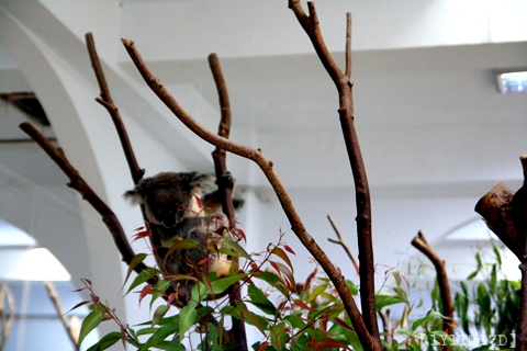 0426羅東林場木柵動物園101.JPG