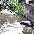 0426羅東林場木柵動物園117.JPG