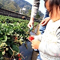 0304大湖採草莓18.JPG