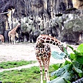 0426羅東林場木柵動物園114.JPG